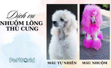 DỊCH VỤ NHUỘM LÔNG THÚ CƯNG - Pet Fur Dyeing Service
