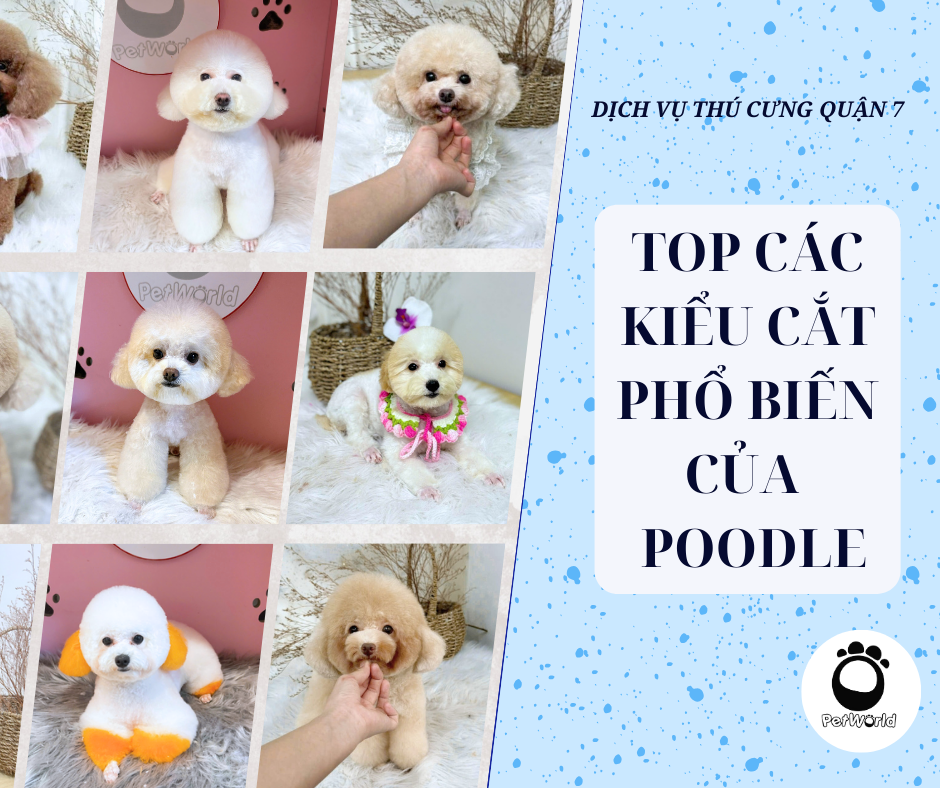 các kiểu cắt của poodle