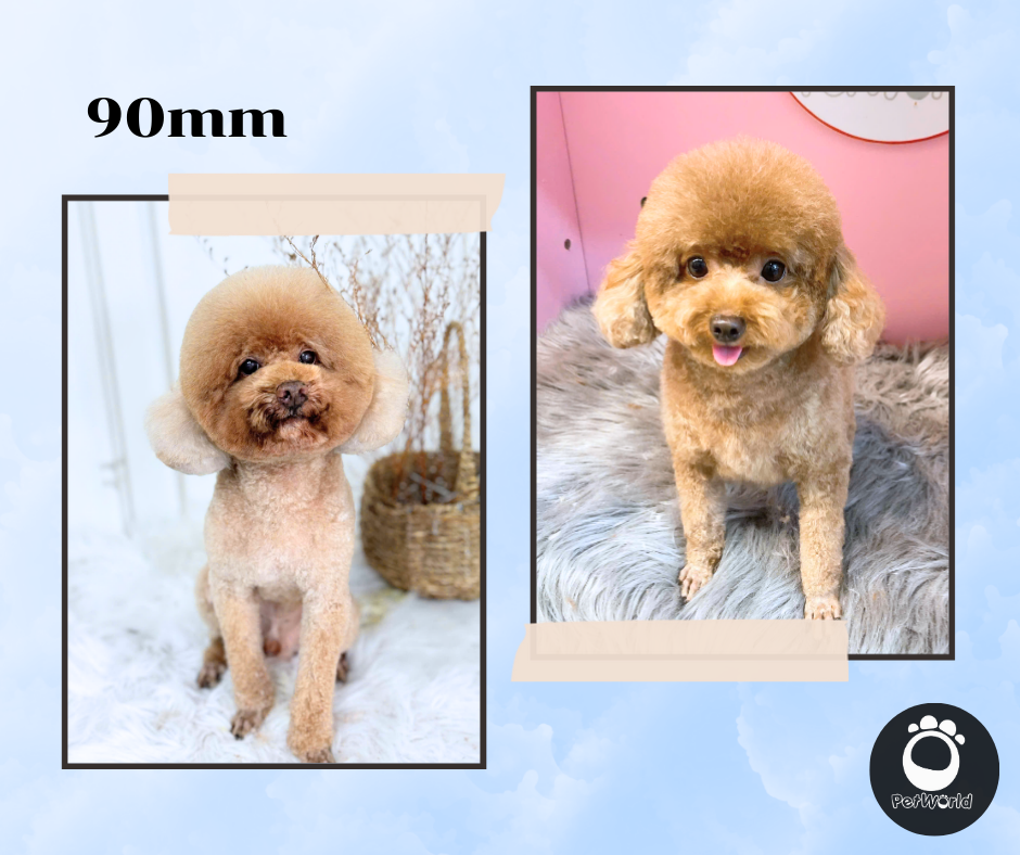 Kiểu cắt 90mm của Poodle