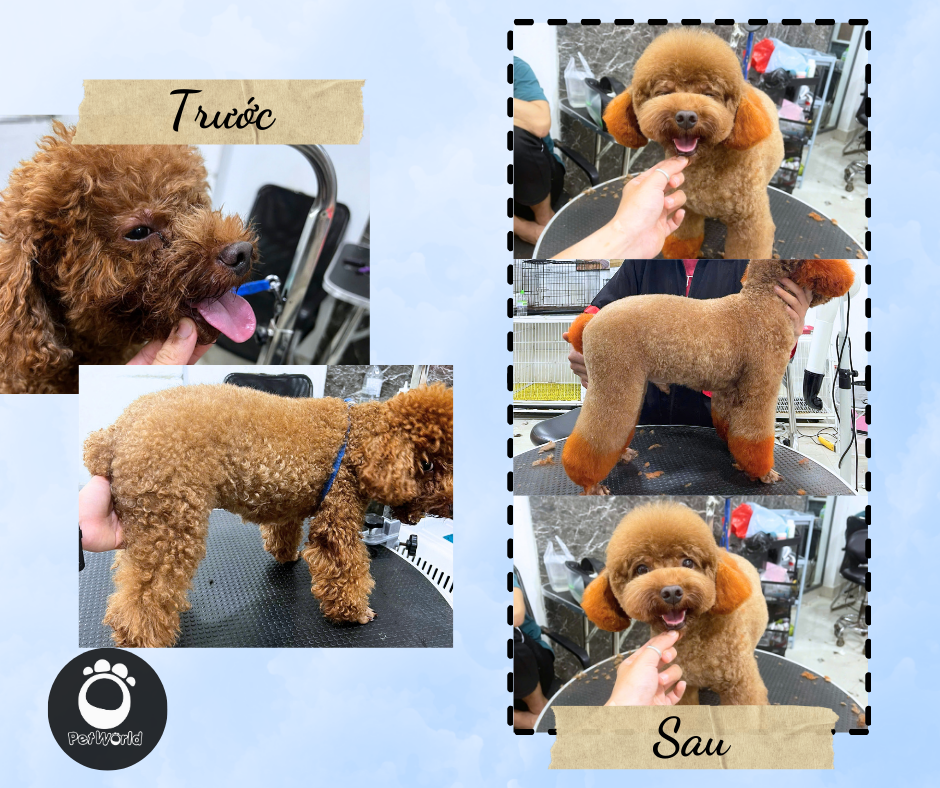 Kiểu cắt bo tròn của Poodle