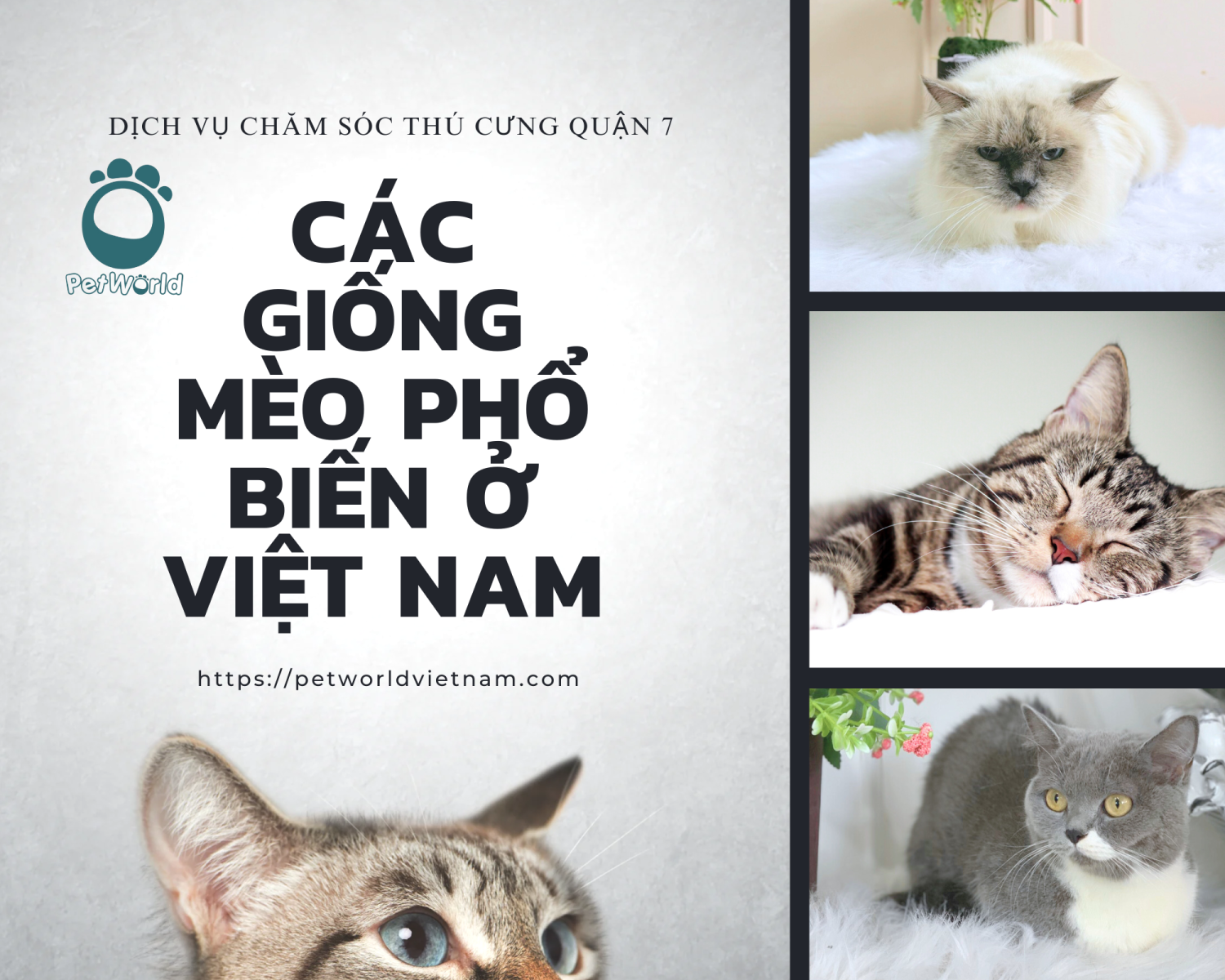 các giống mèo phổ biến ở việt nam