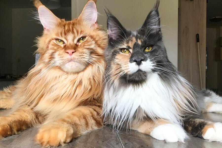 Mèo Maine Coon