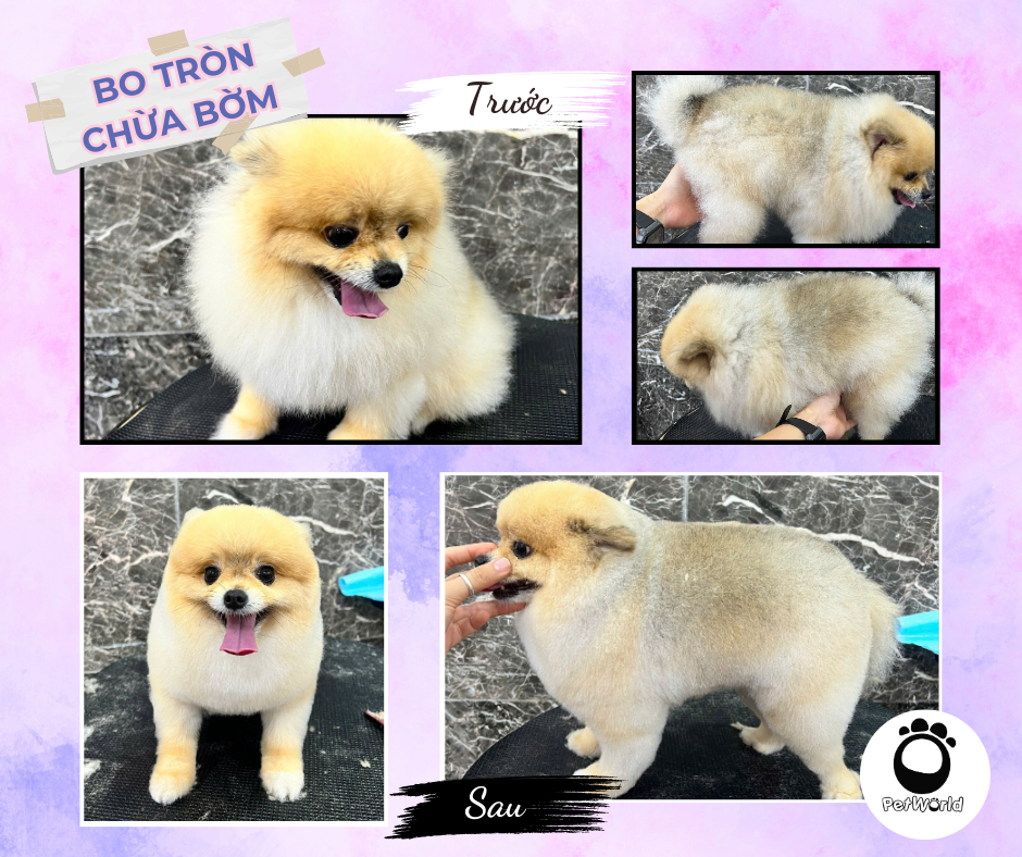 Phóc sóc cắt bo tròn chừa bờm
