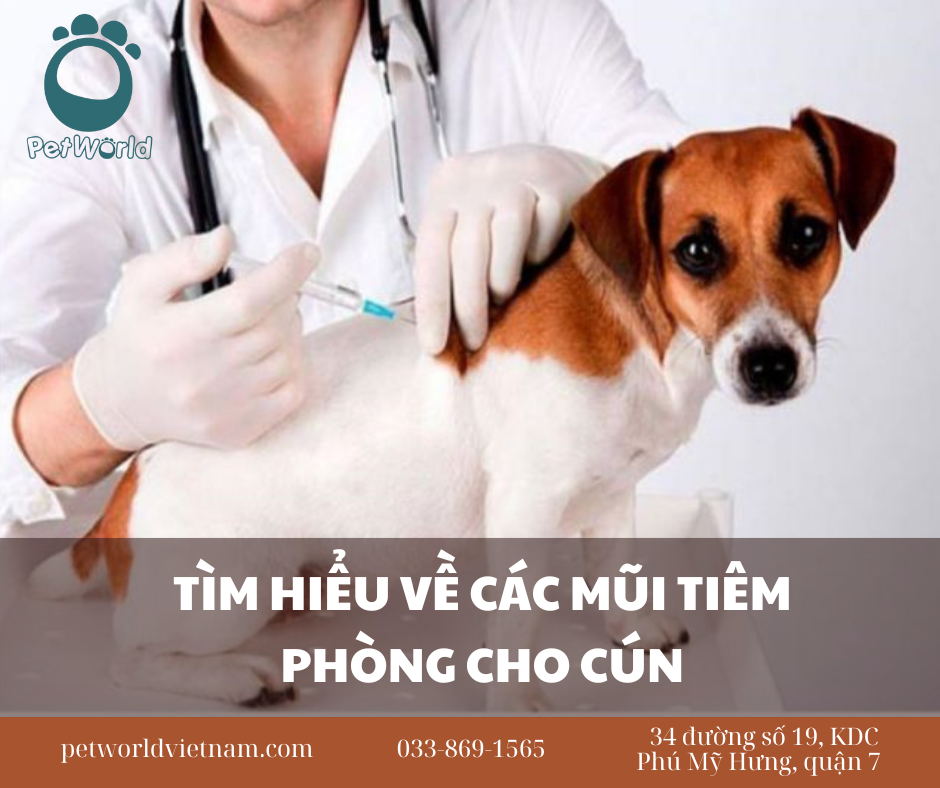 tìm hiểu về các mũi tiêm cho chó