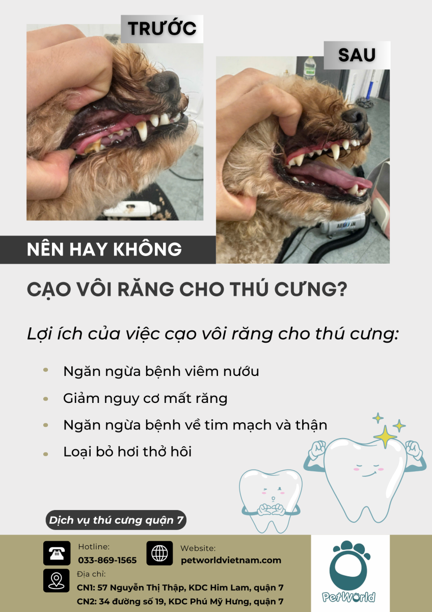 Có nên cạo vôi răng cho thú cưng