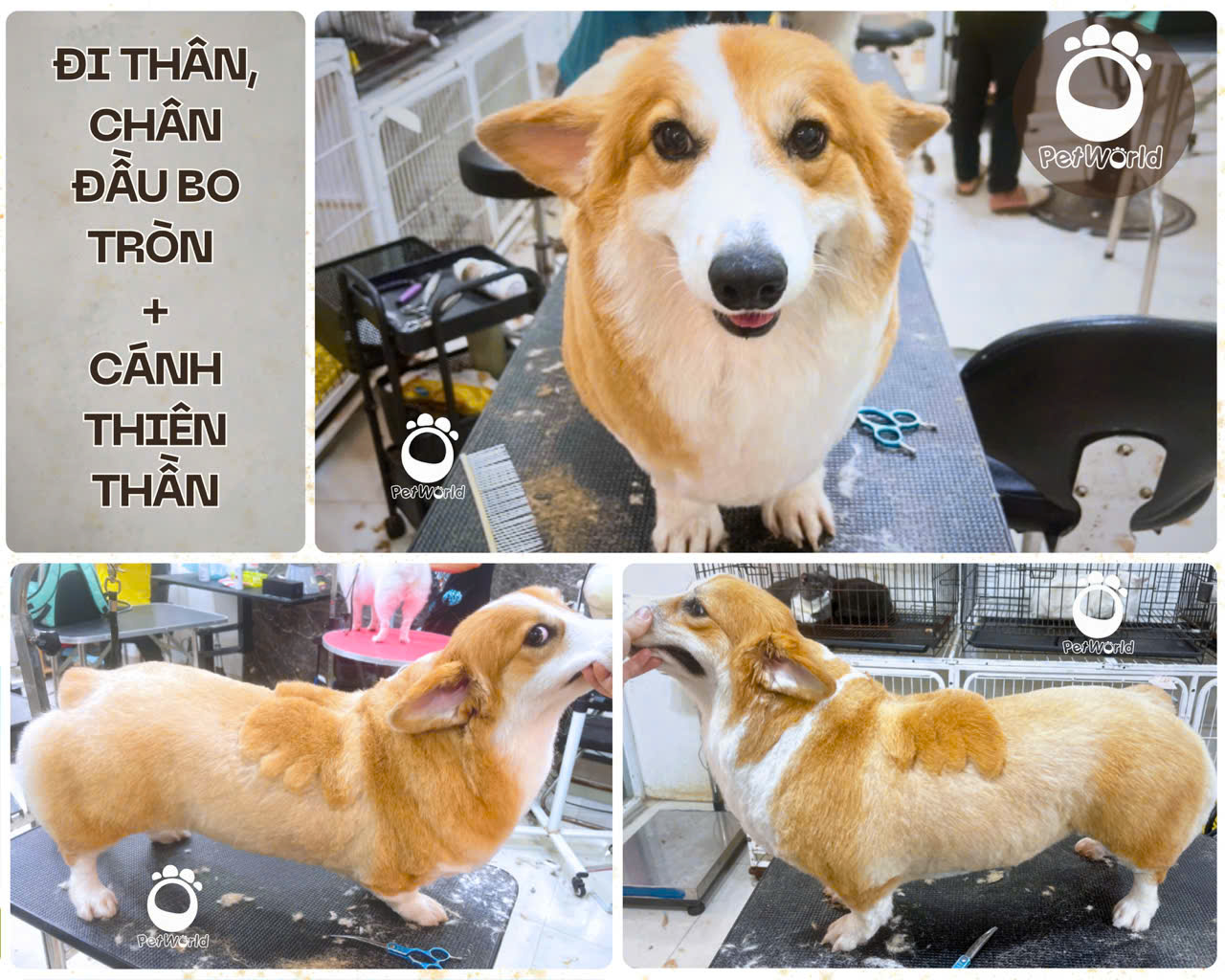 Kiểu cắt Corgi - Tạo kiểu cánh thiên thần