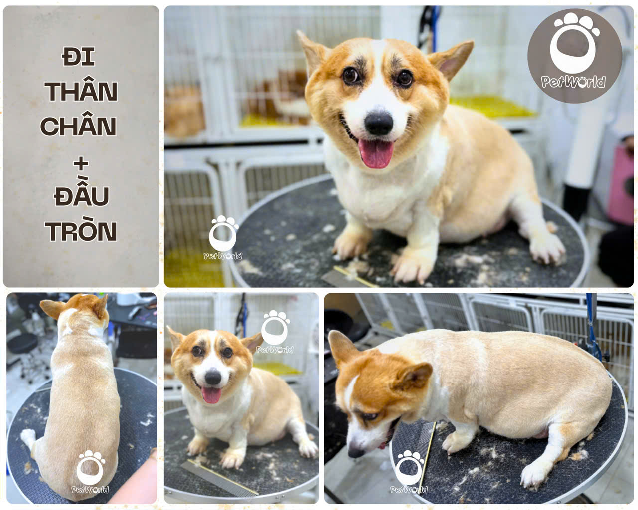Kiểu cắt corgi - Đi thân chân, Đầu tròn