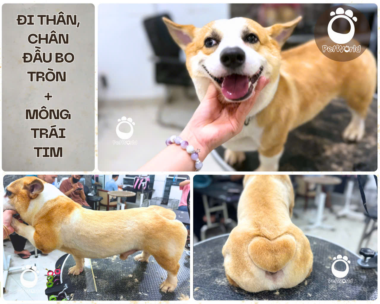 Kiểu cắt corgi - Mông tim (1)