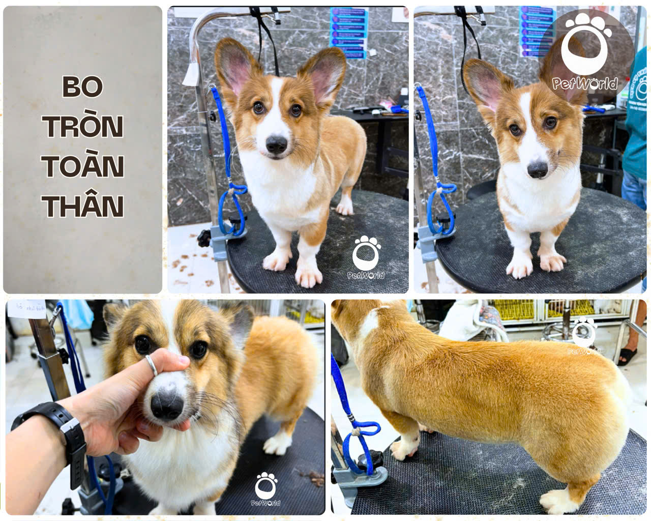 Kiểu cắt corgi - bo tròn (1)