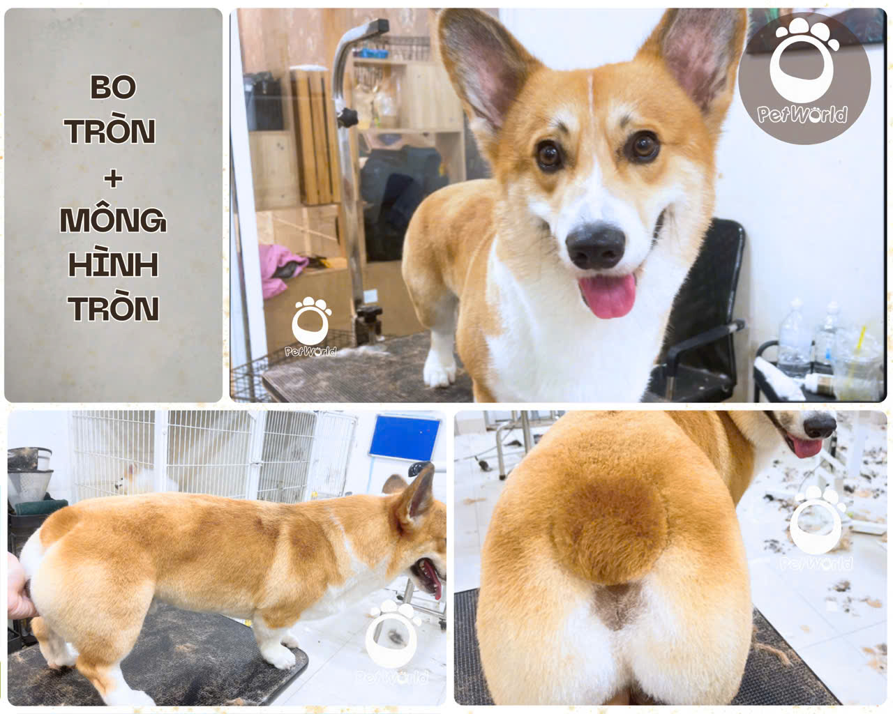 Kiểu cắt corgi - tạo hiểu đuôi tròn
