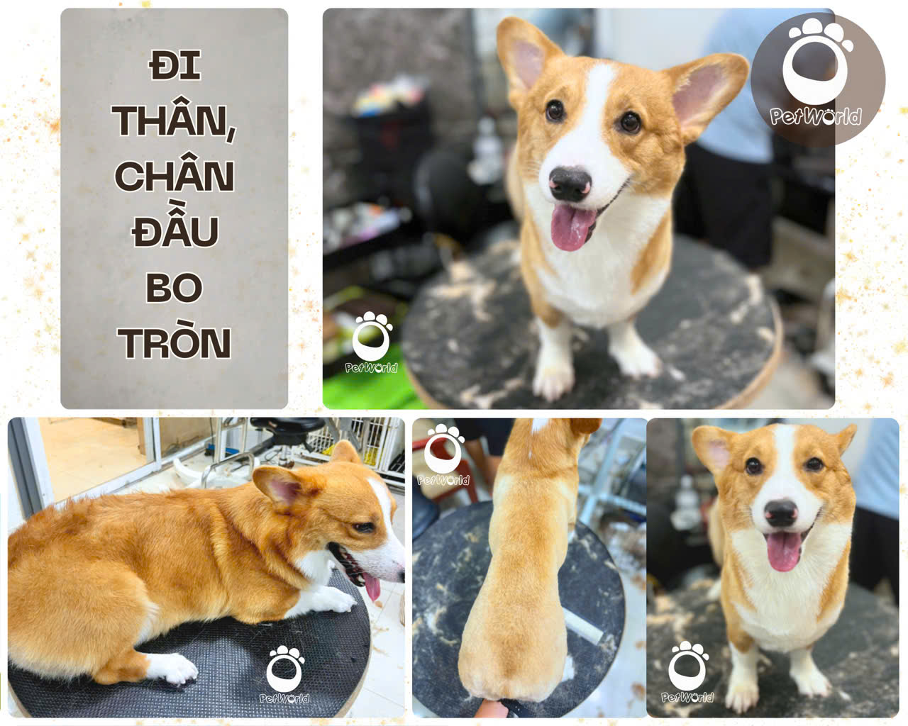 Kiểu cắt corgi - Đi thân, chân với đầu bo tròn  (2)