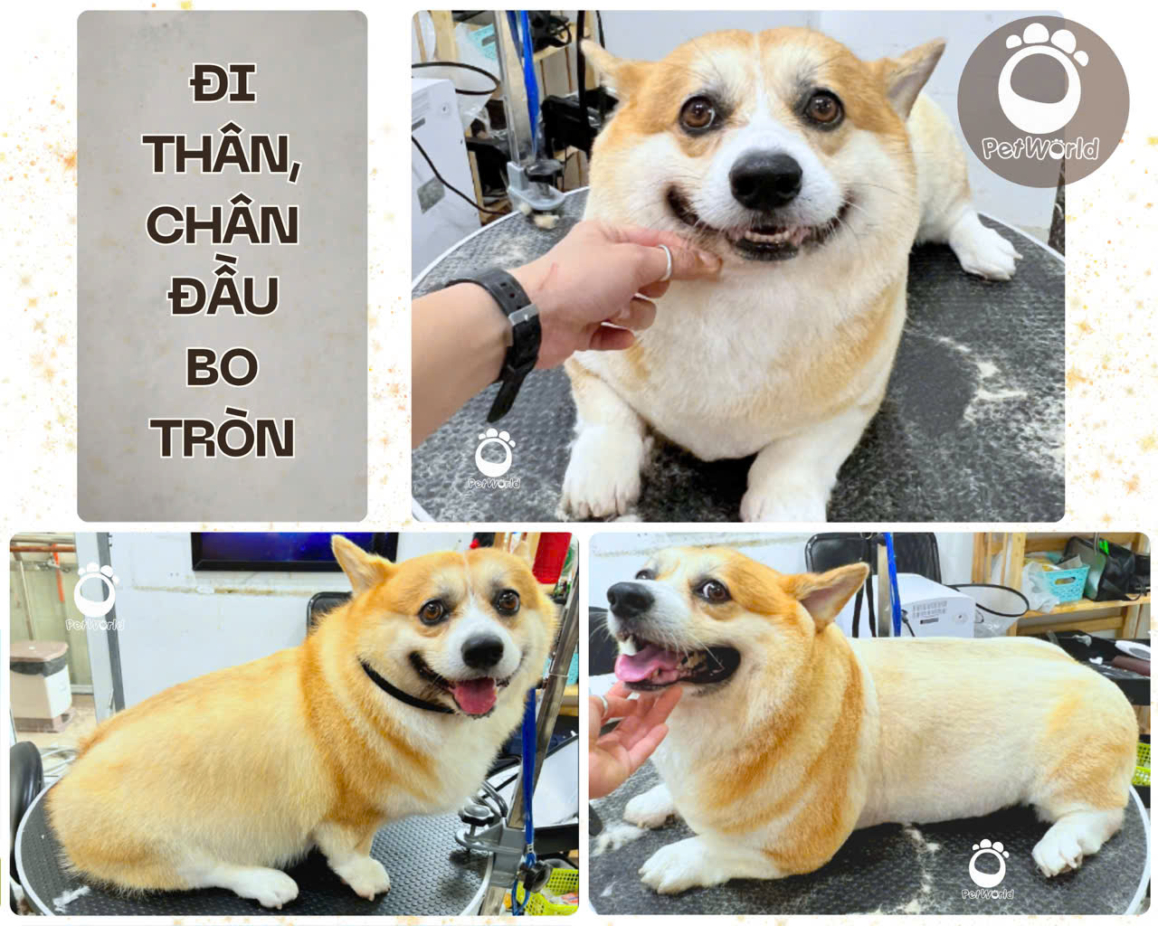 Kiểu cắt corgi - Đi thân, chân đầu bo tròn (1)