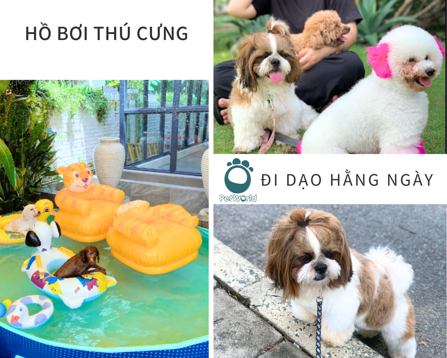 Hoạnt động vui chơi giải trí cho thú cưng tại pet world