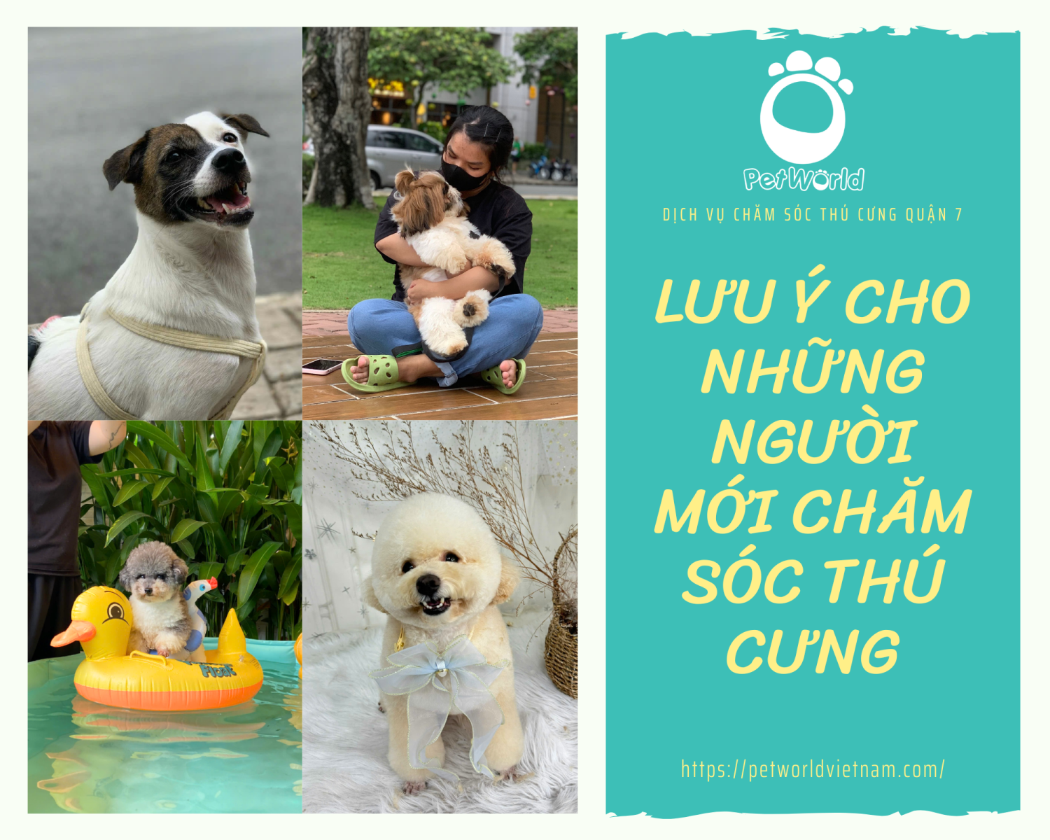 Lưu ý cho nững người mới chăm sóc thú cưng