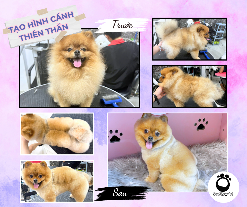 Phóc soc cắt tạo hình cánh thiên thần