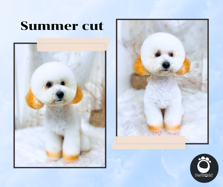 summer cut (kiểu cắt của poodle)