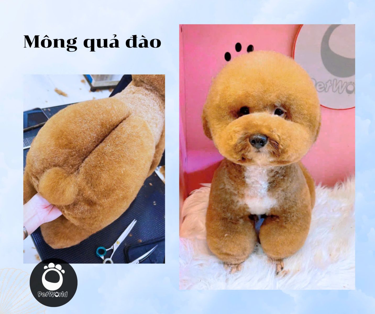 Kiểu cắt mông quả đàbo dành cho các bé Poodle