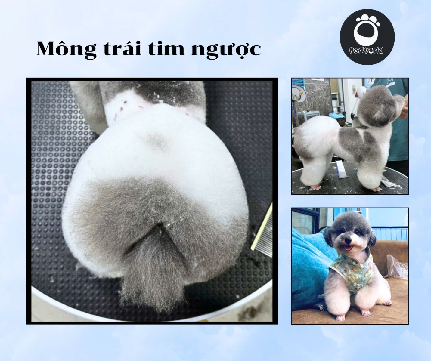Kiểu cắt mông trái tim ngược của Poodle