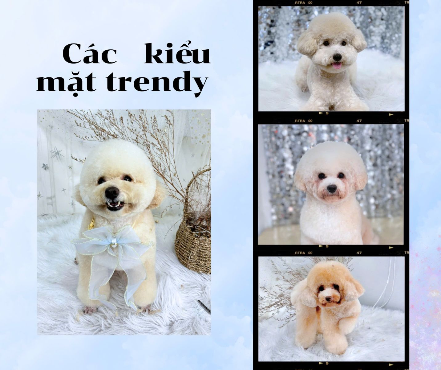 Các kiểu mặt trendy của Poodle