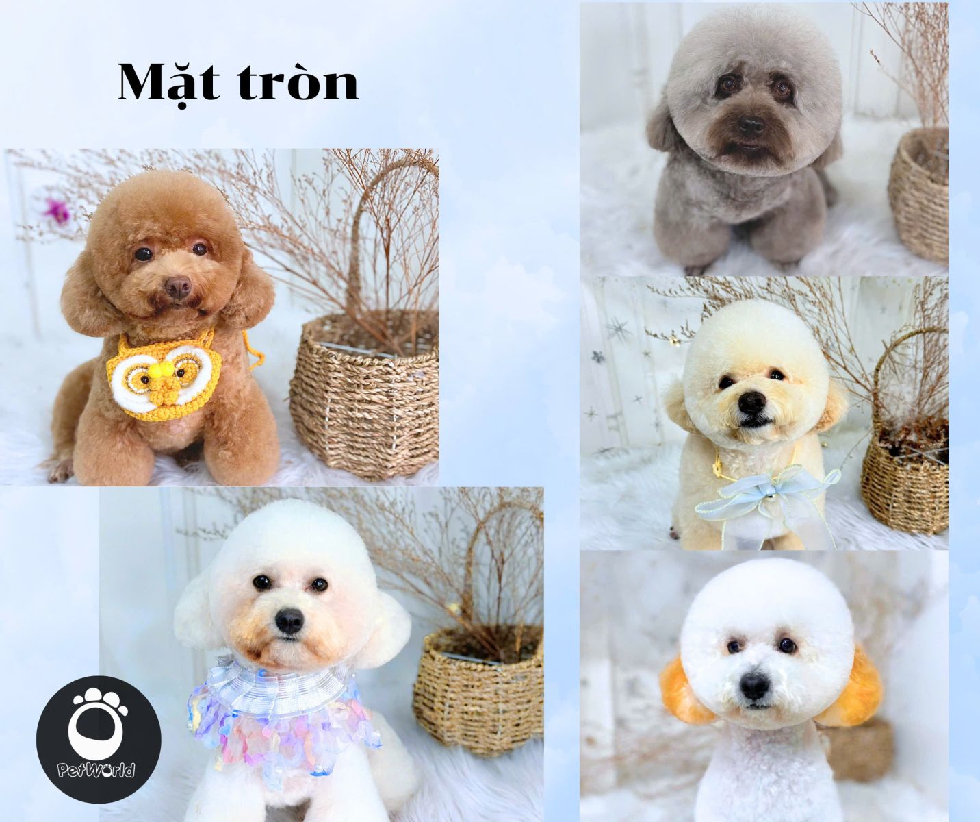 Kiểu mặt tròn của Poodle