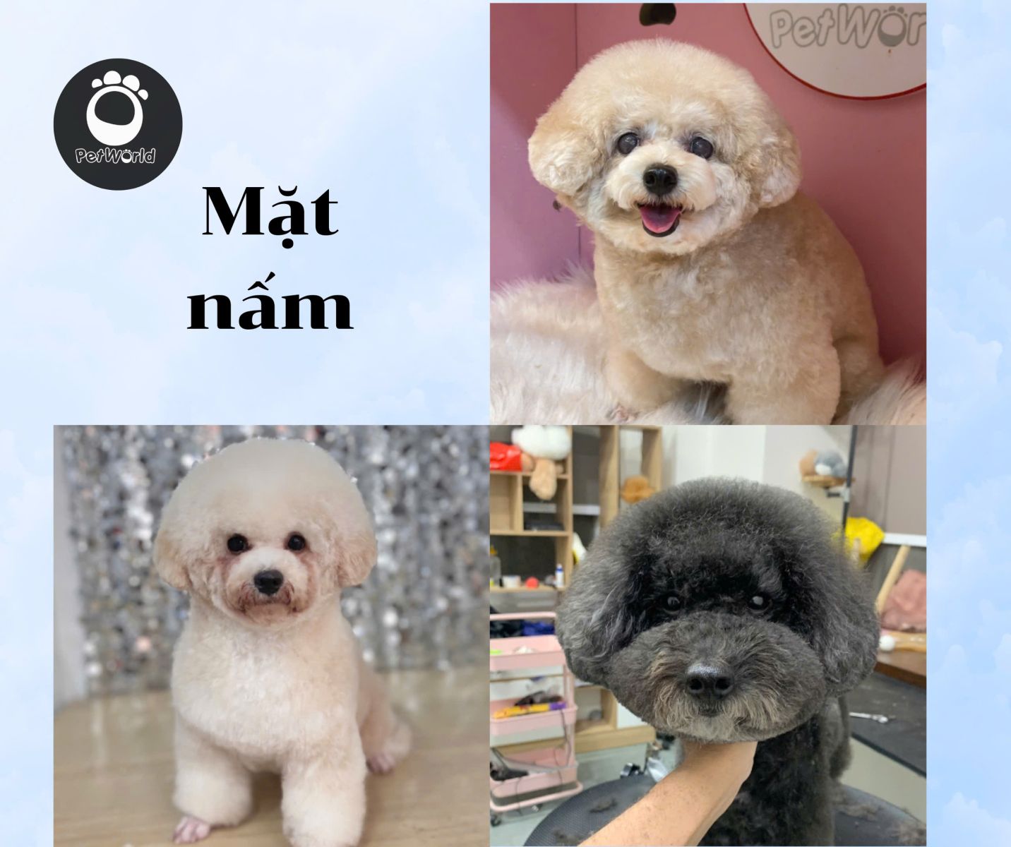 Kiểu cắt mặt nấm ở poodle