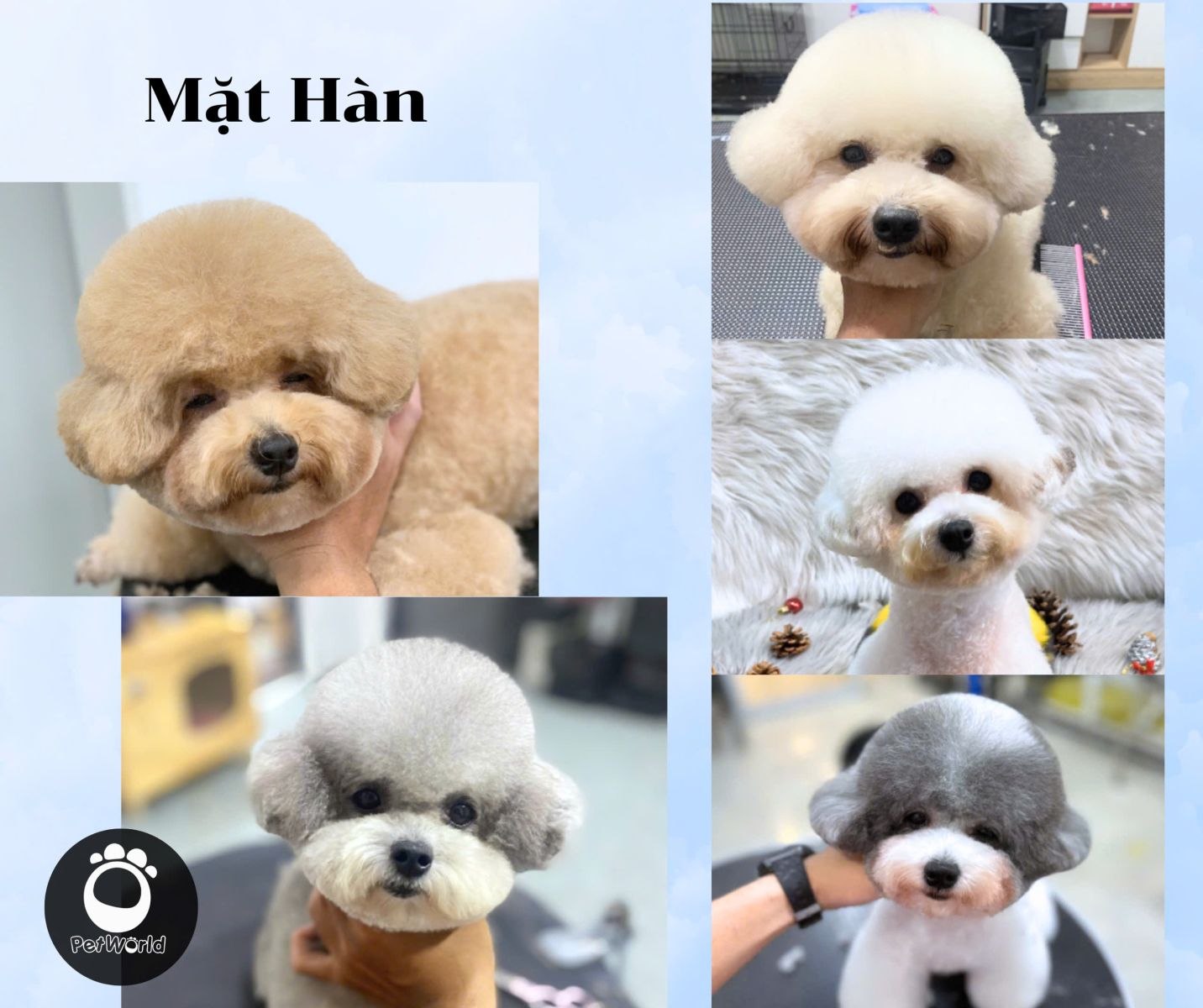 Mặt Hàn - Poodle