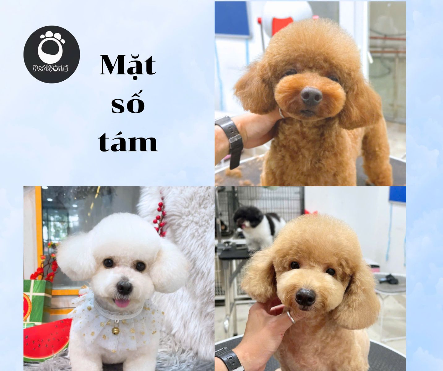 Kiểu cắt mặt số tám của poodle