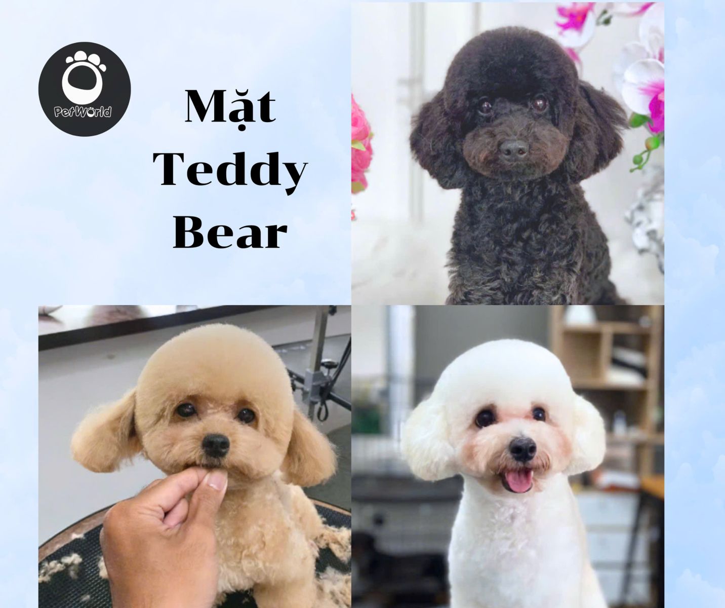 Kiểu mặt Teddy bear của Poodle