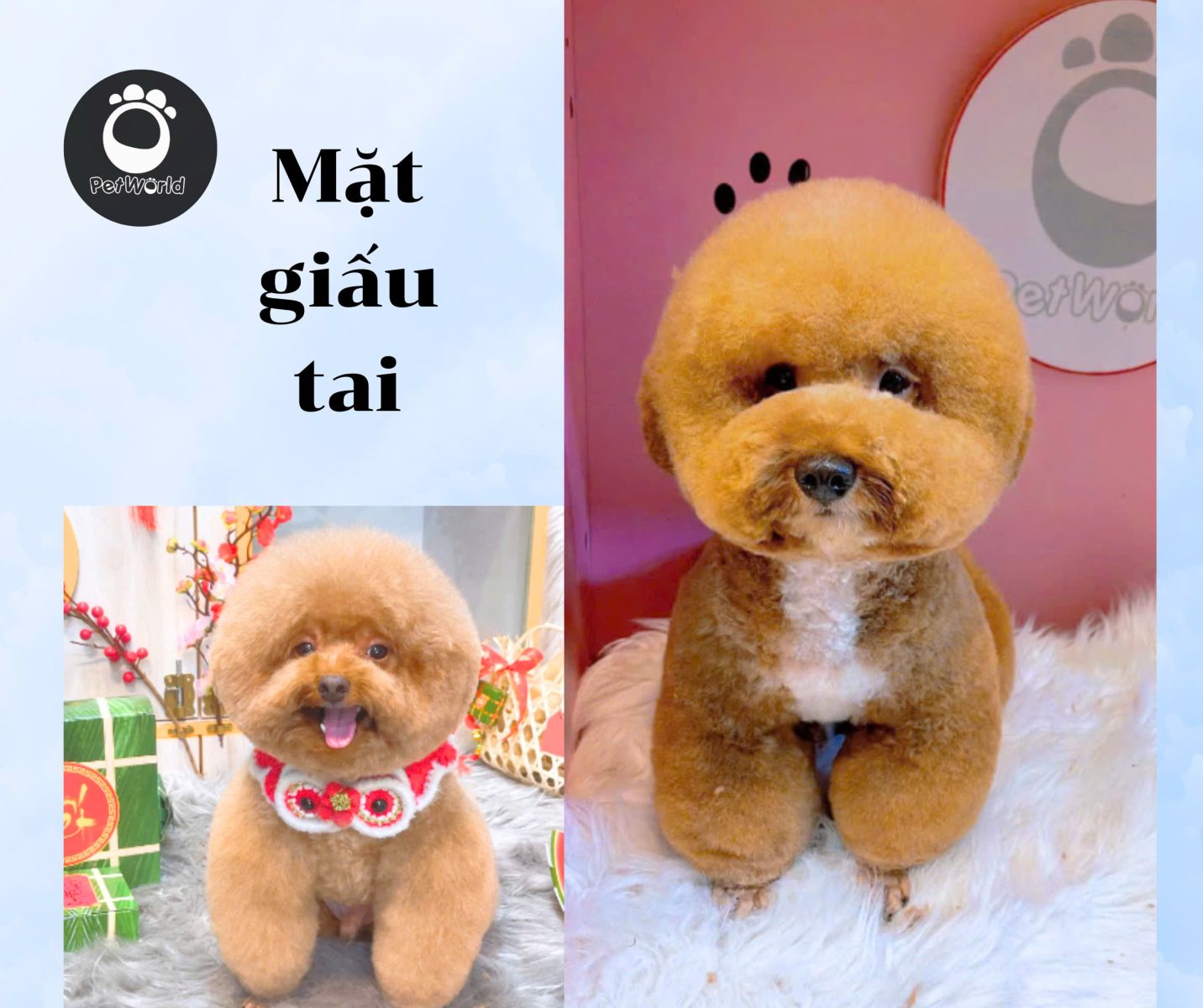 Kiểu cắt giấu tai của Poodle