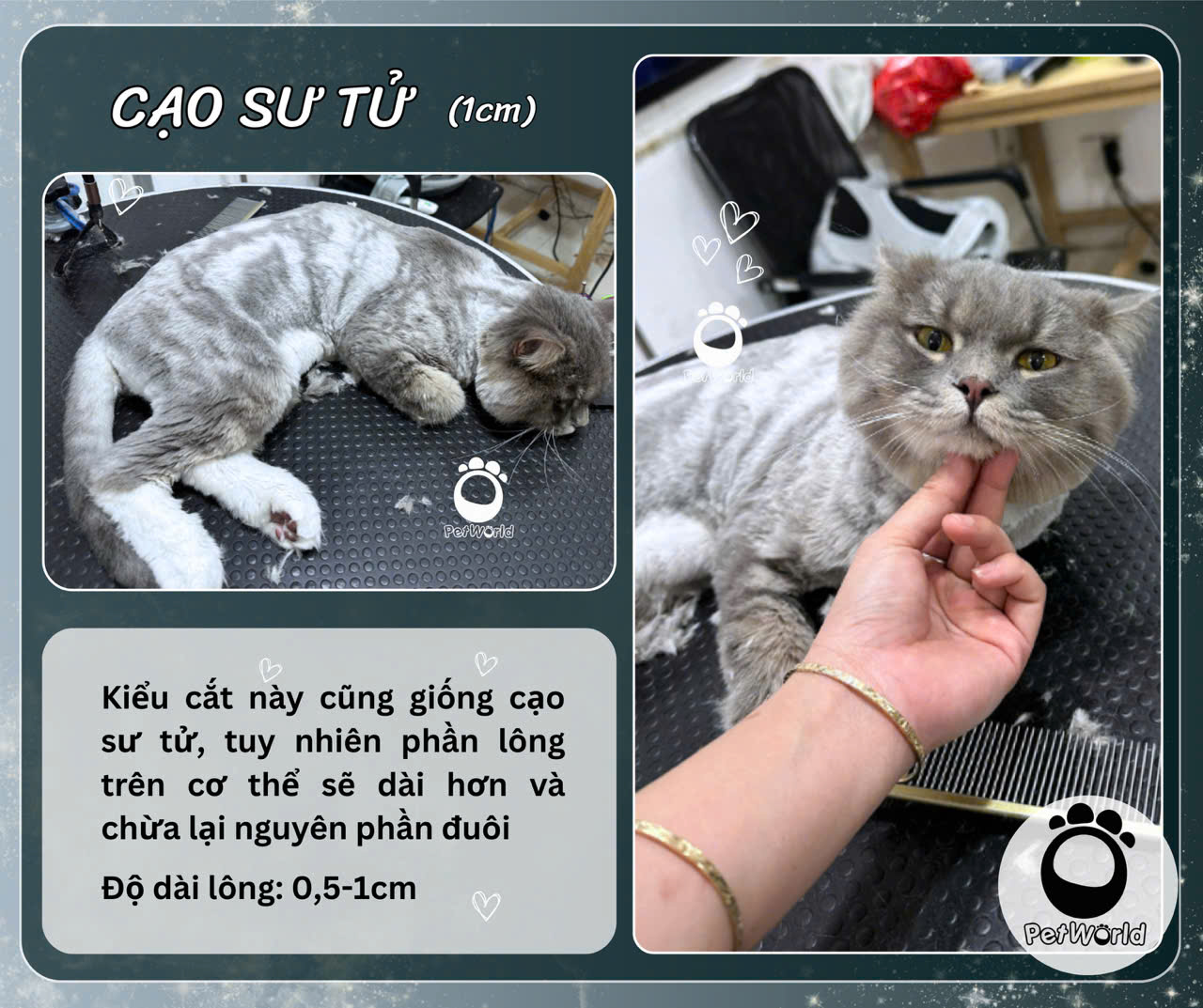 Cạo sư tử - Mèo (2)