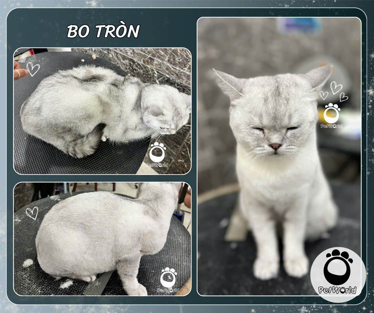 Tạo kiểu cho mèo - Bo tròn (2)