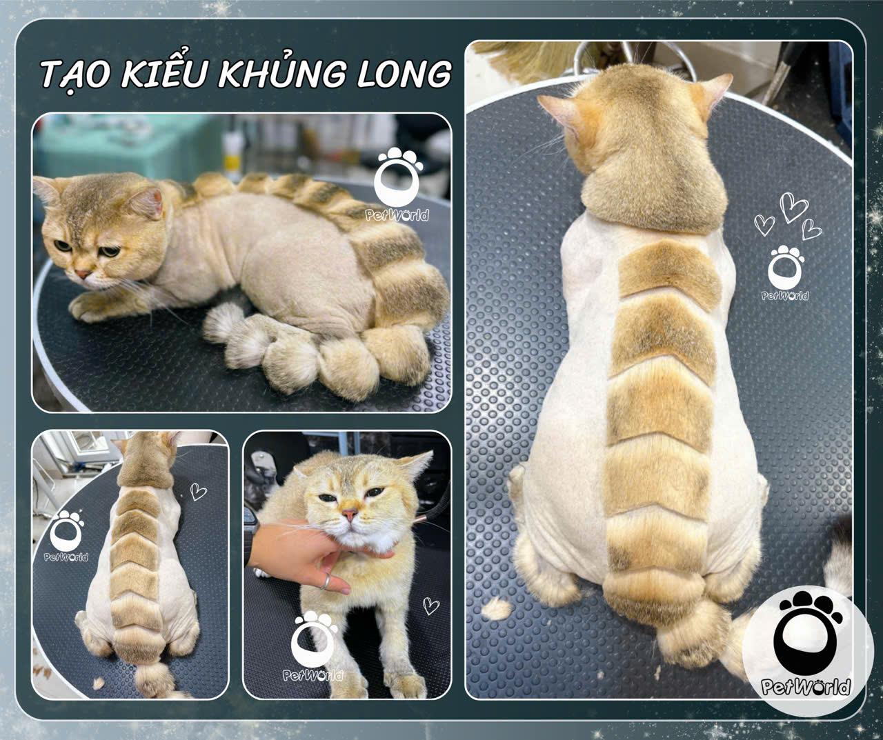 Tạo kiểu khủng lông ở mèo (2)