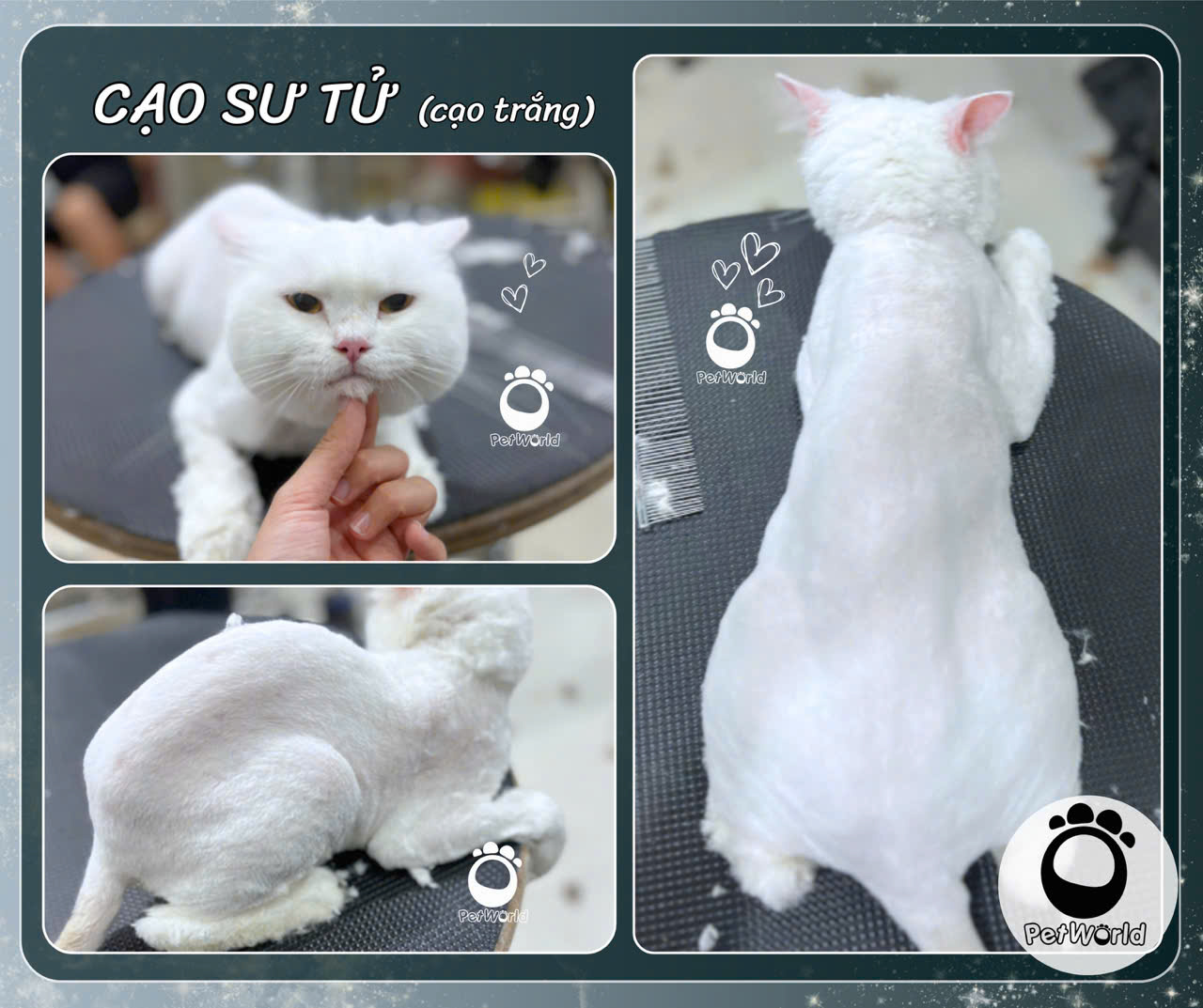 Cạo sư tử - Mèo (1)