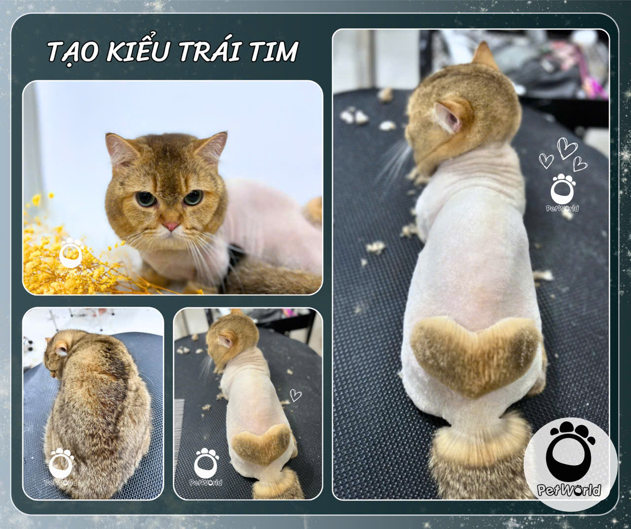 Tạo kiểu cho mèo - Tạo kiểu trái tim