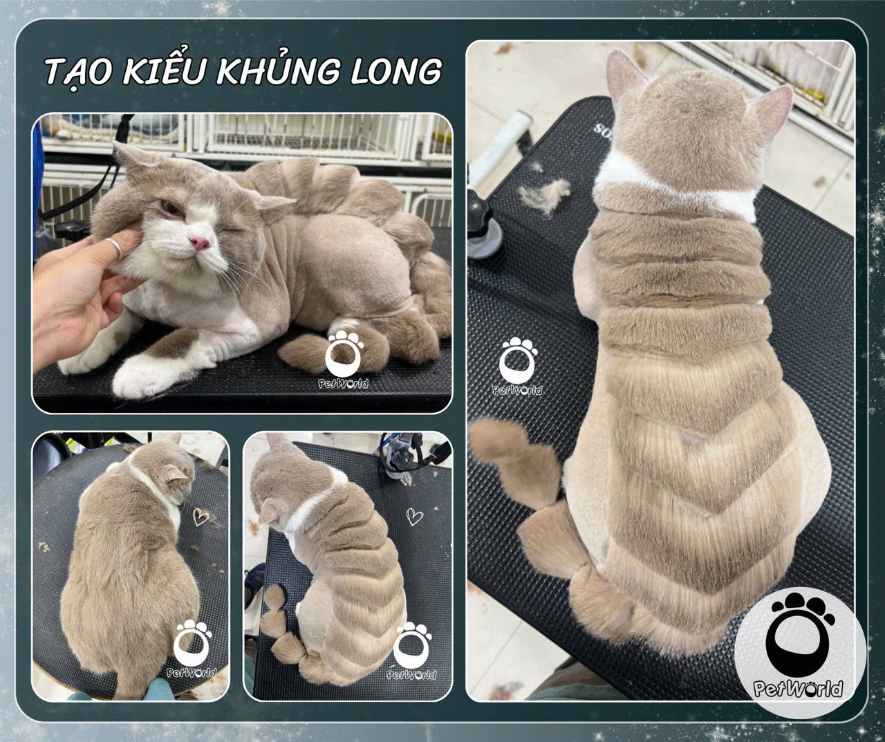 Cắt tạo kiểu ở mèo - khủng lông