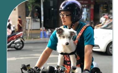 Dịch Vụ đưa đón thú cưng tận nơi miễn phí