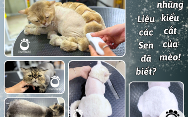 CẮT LÔNG CHO MÈO - CÁC KIỂU CẮT PHỔ BIẾN CHO MÈO