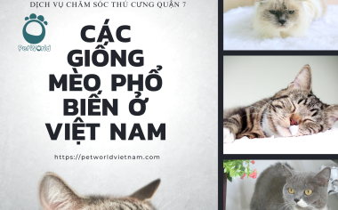 CÁC GIỐNG MÈO PHỔ BIẾN Ở VIỆT NAM