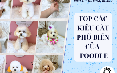 TOP CÁC KIỂU CẮT PHỔ BIẾN CỦA POODLE (PHẦN 3)