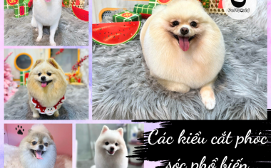 CÁC KIỂU CẮT TỈA LÔNG PHÓC SÓC PHỔ BIẾN - CHỌN KIỂU NÀO PHÙ HỢP CHO BÉ?