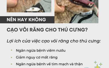 CÓ NÊN CẠO VÔI RĂNG CHO THÚ CƯNG HAY KHÔNG?