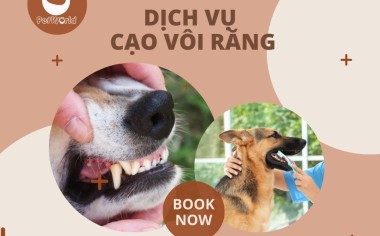 DỊCH VỤ CẠO VÔI RĂNG KHÔNG GÂY MÊ KHÔNG GÂY TÊ