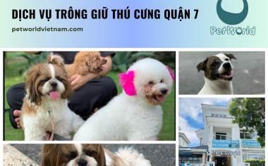 DỊCH VỤ TRÔNG GIỮ THÚ CƯNG QUẬN 7