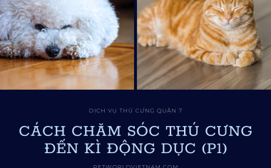 CÁCH CHĂM SÓC THÚ CƯNG KHI ĐẾN KÌ ĐỘNG DỤC (PHẦN 1_CÚN)