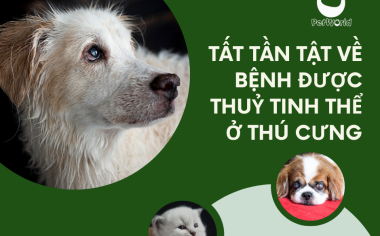 BỆNH ĐỤC THUỶ TINH THỂ Ở THÚ CƯNG: TẤT TẦN TẬT NHỮNG ĐIỀU BẠN CẦN BIẾT