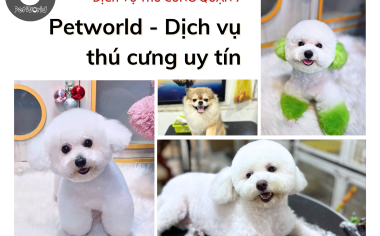 PETWORLD VIỆT NAM – DỊCH VỤ THÚ CƯNG UY TÍN TẠI QUẬN 7
