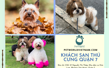 KHÁCH SẠN THÚ CƯNG QUẬN 7