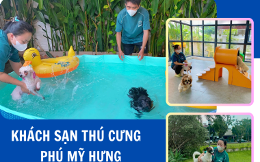 KHÁCH SẠN THÚ CƯNG MỚI NÂNG CẤP Ở PHÚ MỸ HƯNG - ĐI KHÁCH SẠN NHƯ ĐI NGHỈ DƯỠNG