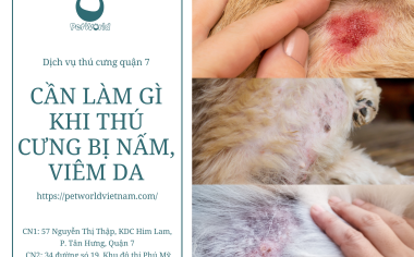 CẦN LÀM GÌ KHI THÚ CƯNG BỊ NẤM, VIÊM DA?