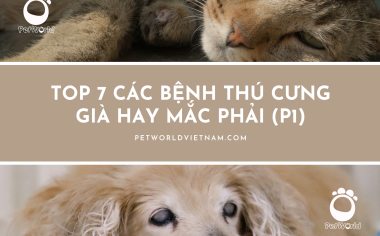 TOP 7 CÁC BỆNH DỄ GẶP PHẢI KHI THÚ CƯNG VỀ GIÀ (PHẦN 1)